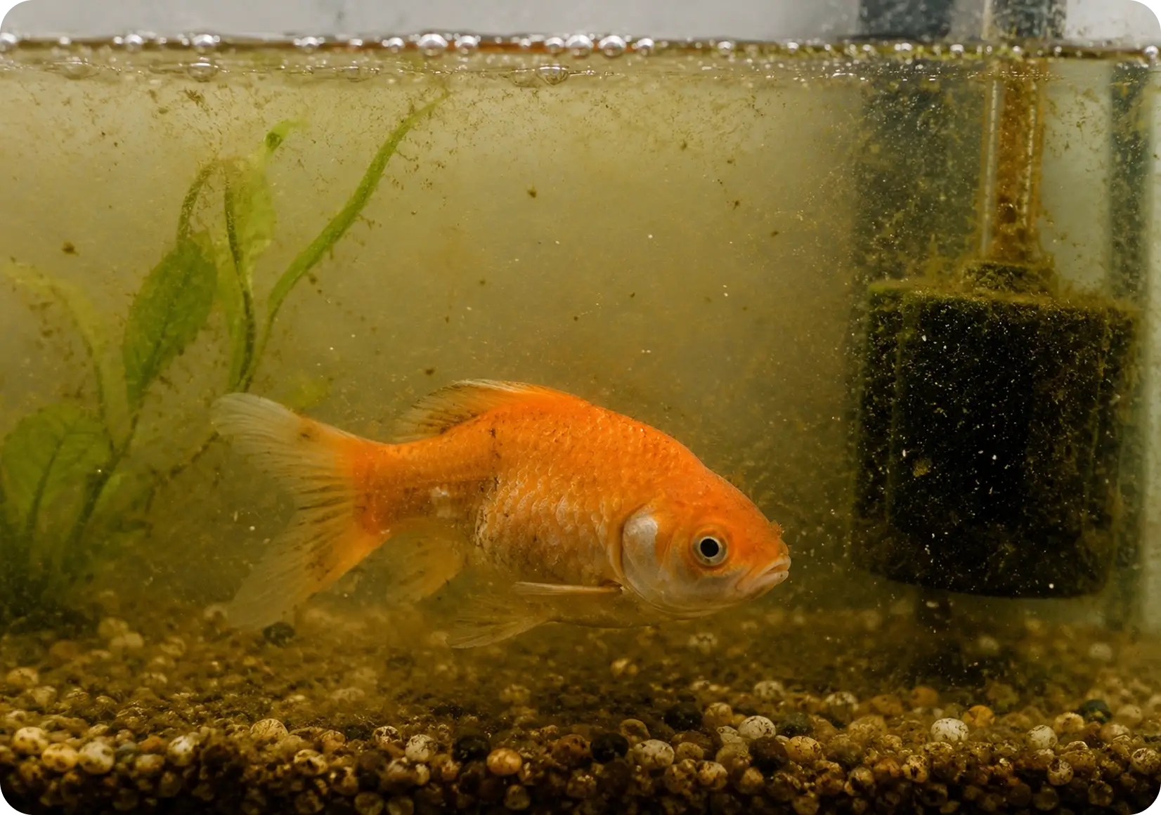 Poor Water Quality